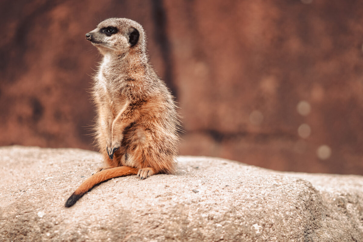 meerkat-suricata-suricatta-rock-while-looking-around