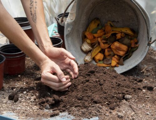 Kokoza: Jak proměnit bioodpad v poklad a města v živé zahrady