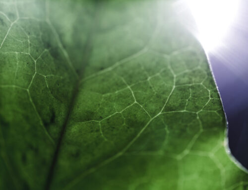 FOOD WASTE INSTITUT se připojuje ke kampani #PripravBrno: společně pro klima a udržitelnější město